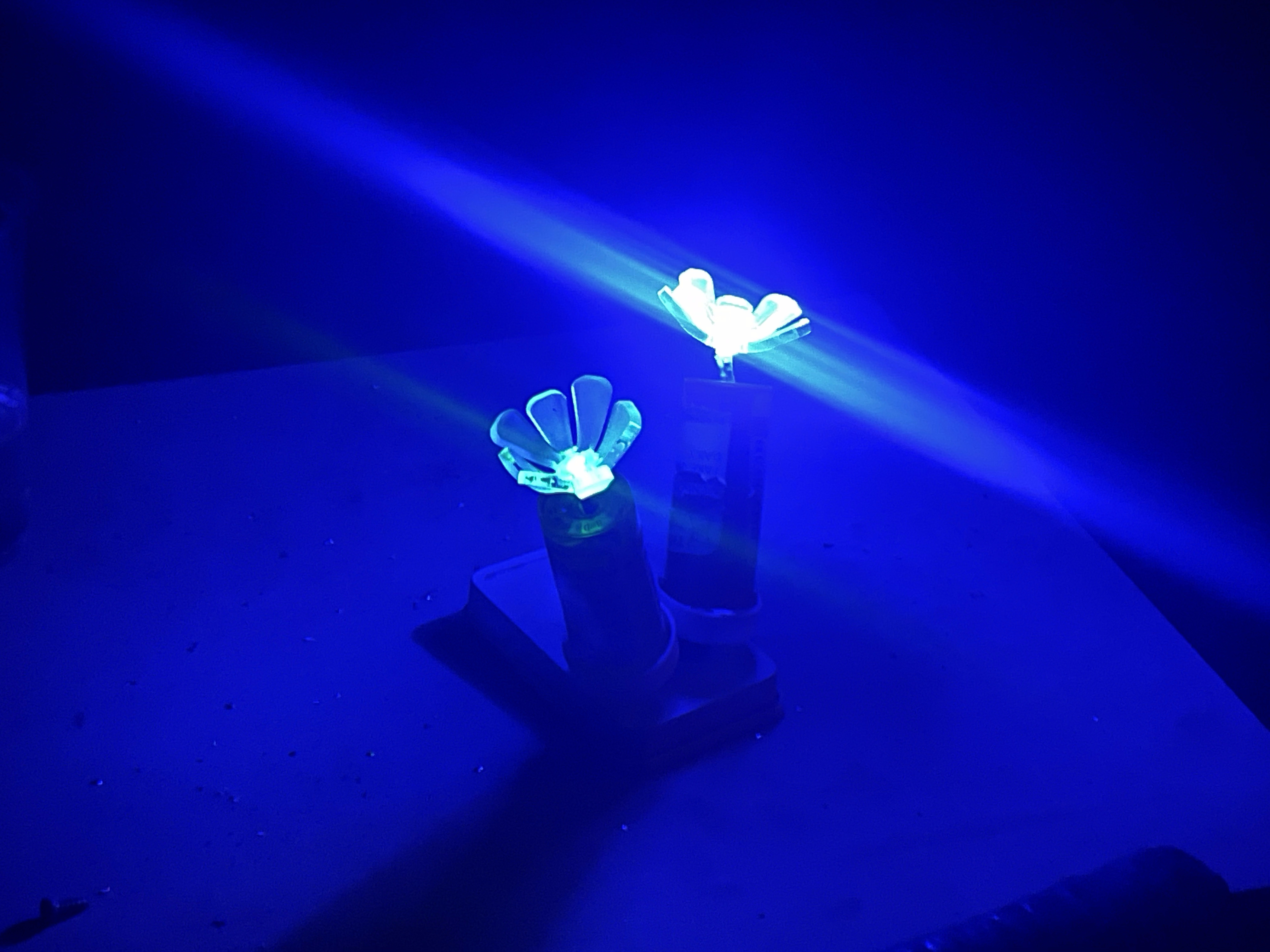 A green and blue flower set, the blue one is brighter and creates a lens flare